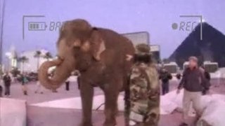 Animal 2