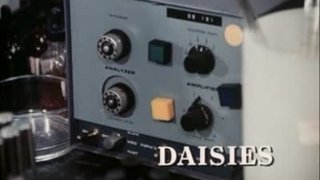Daisies