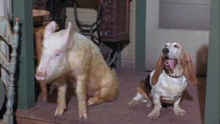 Love Comes to Arnold Ziffel