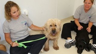 Puppy Mills Exposed