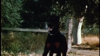 Hounds of Hell