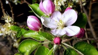 Spring Tales