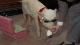 Economy Flight to Washington