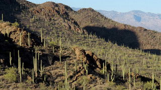 Saguaro