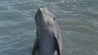 Flipper's Underwater Museum