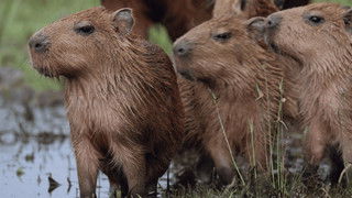 The Infinite Plains: Columbia