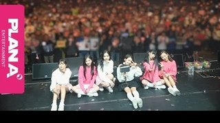 Japan Live Pink Collection