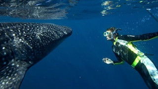 Whale Shark