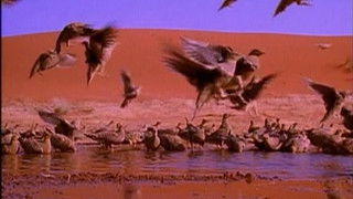 The Limits of Endurance