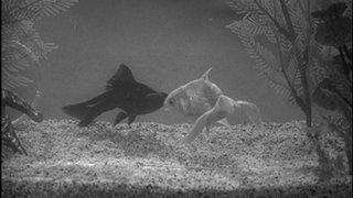 The Night the Roof Fell In