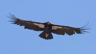 Animal Attractions: Amazing Tales from the San Diego Zoo