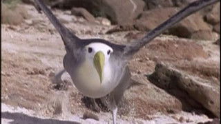 The Mastery of Flight