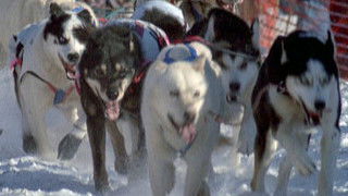 Sled Dogs: An Alaskan Epic
