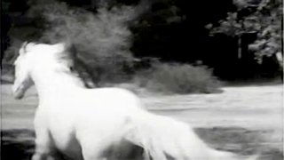 The Wild Stallion