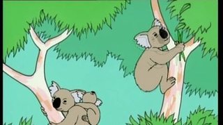 Australia - Koala