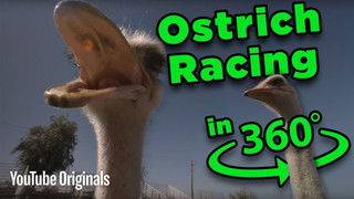 Beware the BEAK! Ostrich Racing 360