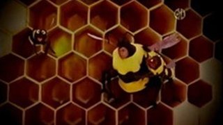 Baby Bear is Afraid of Bees