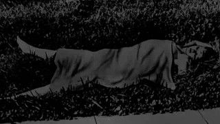 The Chilling Mystery of the Black Dahlia