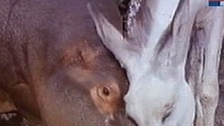 Return of Ethel and Albert