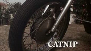 Catnip