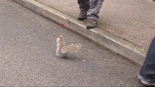 The Squirrel