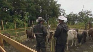 When the Cow Kicked Me in the Head