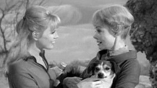 One of Our Dogs Is Missing