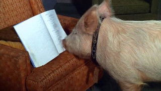 A Star Named Arnold is Born (Part 2)