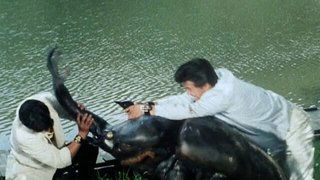 Aizu's Huge Rhinoceros Beetles!