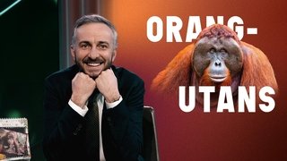 Orangutans – Endangered Champions