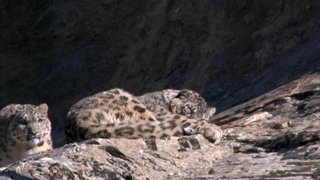 Diaries - Snow Leopard Quest