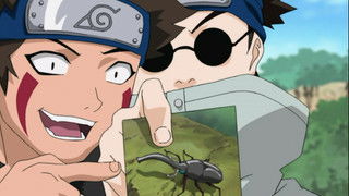 What's the Difference? Don't All Insects Look Alike?