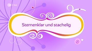 Starry Prickly Night