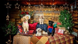 The Dog House at Christmas