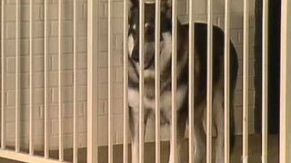 Three Monkeys of Bah Roghar (1)