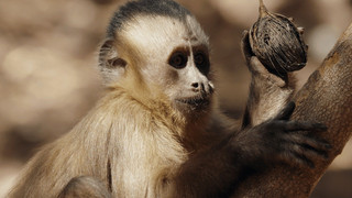 The Pantanal, Brazil