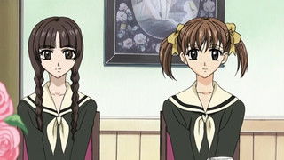 A Cherry Tree Among the Ginkgos