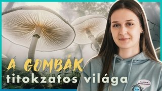 A HÁLÓZAT, ami mindent átsző a LÁBUNK ALATT