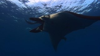 Giant Manta Rays