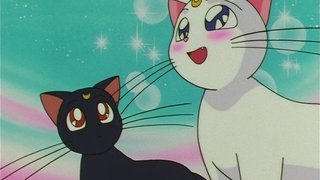 Much Ado About Kitten