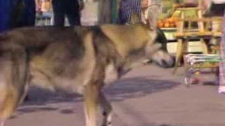 Duddleman and the Diamond Ring