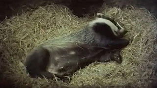 At Home with Badgers