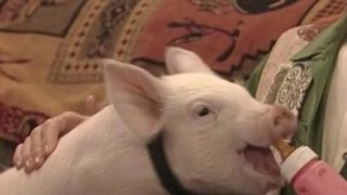 This Little Piggy