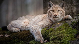 Forest of the Lynx