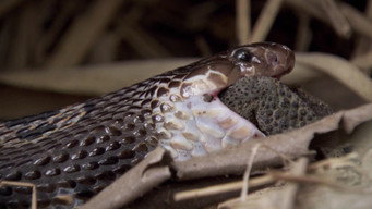 Reptiles