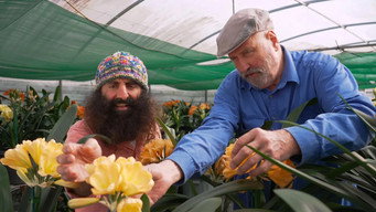 Episode 20 Winter: Colourful clivias & pretty proteas