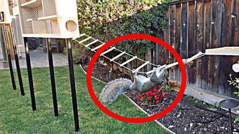 Backyard Squirrel Obstacle Course