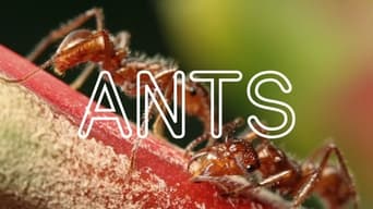 ANTS!
