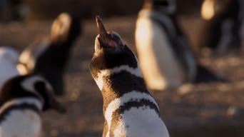 Penguin Playtime