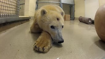 Polar Bear Emergency Surgery